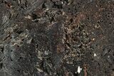 Polished Reticulated Hematite Slab - Western Australia #208221-1